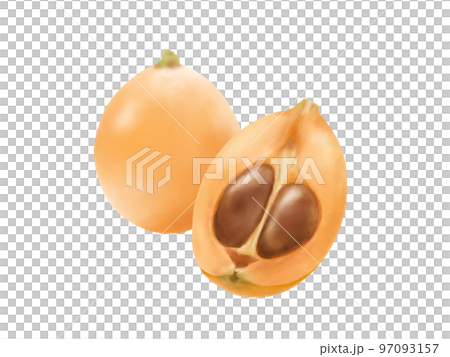 ビワの実（半分に割ったものと丸のままのもの）のリアルな水彩イラスト 97093157