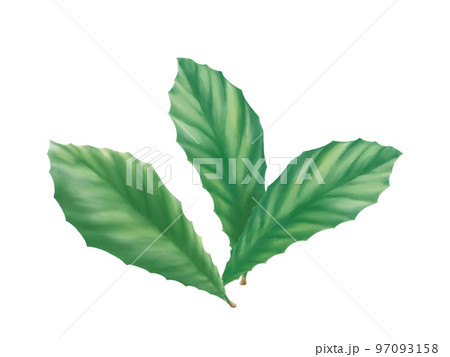 ビワの葉（三枚）のリアルな水彩イラスト 97093158