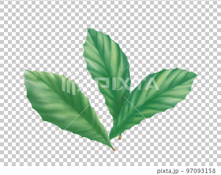 寫實枇杷葉水彩插畫（三張） 97093158