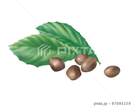 ビワの葉と種のリアルな水彩イラスト 97093159