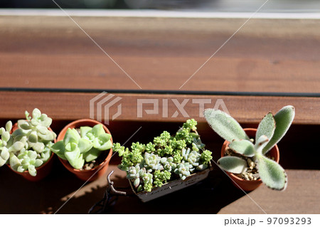 窓辺の景色 朝日が差し込む部屋の窓に飾られた観葉植物 窓のある生活 窓辺の景色 朝日が差し込む部屋の窓に飾られた観葉植物 窓のある生活 97093293