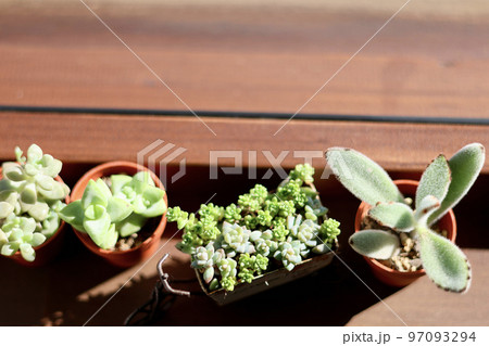 窓辺の景色　朝日が差し込む部屋の窓に飾られた観葉植物　窓のある生活 97093294