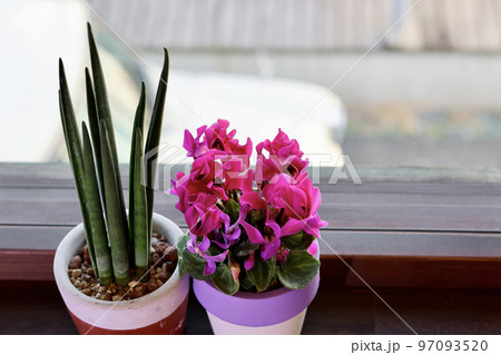 窓辺の景色　二階の窓に飾られた観葉植物　窓のある生活　癒やしの空間 97093520