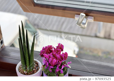 窓辺の景色 二階の窓に飾られた観葉植物 窓のある生活 癒やしの空間 窓辺の景色 二階の窓に飾られた観葉植物 窓のある生活 癒やしの空間 97093525