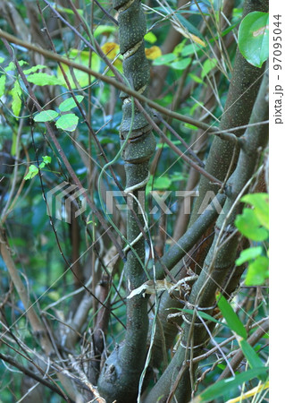 力強く木に巻き付いた つる 97095044