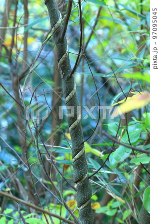 力強く木に巻き付いた つる 力強く木に巻き付いた つる 97095045