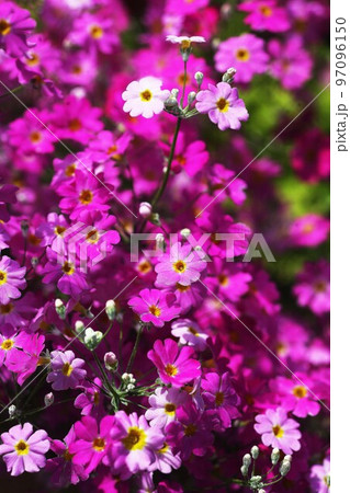 プリムラ・マラコイデス 紅色の花 プリムラ・マラコイデス 紅色の花 97096150