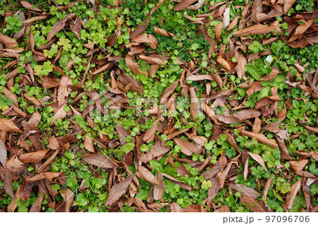 雑草の上に降り積もった落ち葉 97096706