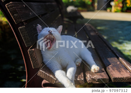 ベンチの上で大きなあくびをする白い猫 ベンチの上で大きなあくびをする白い猫 97097312