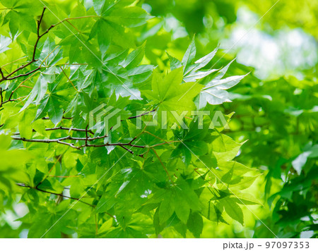新緑のモミジ 97097353