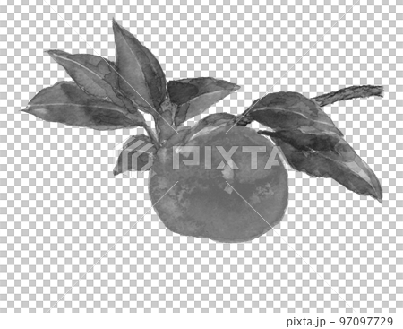 水墨畫風格單調白背透明背景下畫出枝葉的橘子 97097729