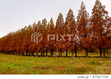 紅葉した滋賀県マキノ町のメタセコイア並木 97097794