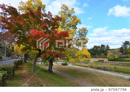 錦秋の朝の京都市北区の加茂街道と賀茂川 錦秋の朝の京都市北区の加茂街道と賀茂川 97097796
