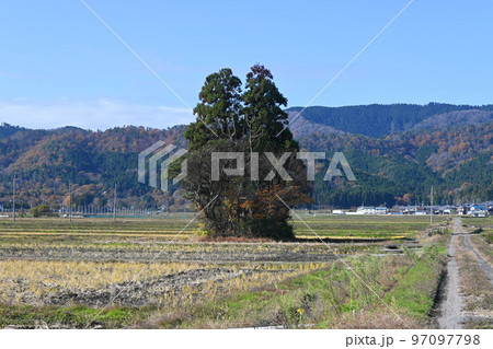 秋の長閑な滋賀県高島市のトトロの木と田園 97097798