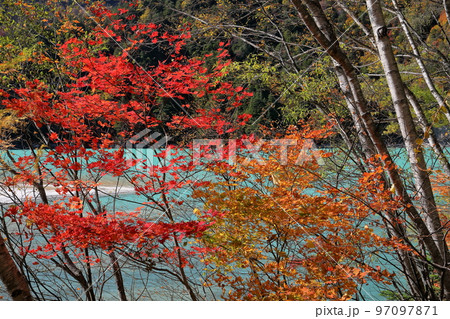 長野県大町市平　鮮やかなエメラルドグリーンの湖面の高瀬ダム調整湖と湖畔の紅葉 97097871