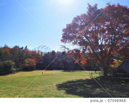 山梨県　野鳥の森公園の紅葉　11月 97098968