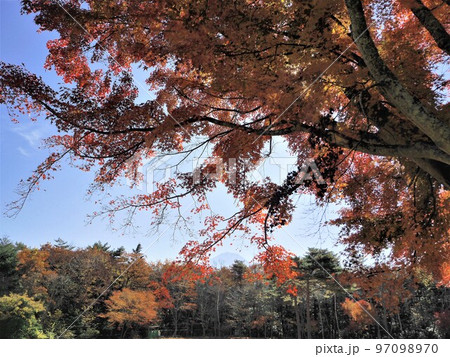 山梨県　野鳥の森公園の紅葉　11月 97098970