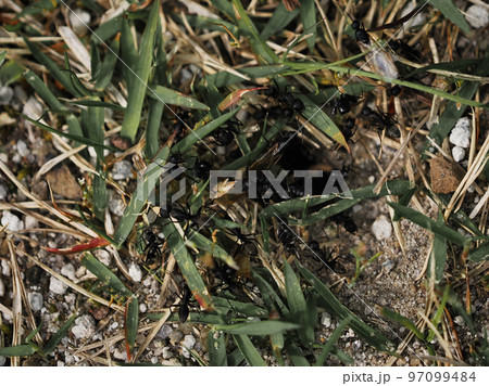 蟻の巣とたくさんの蟻 97099484