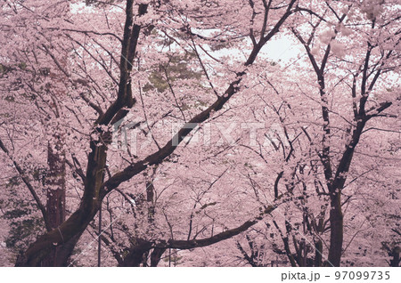 桜　大宮公園　 97099735