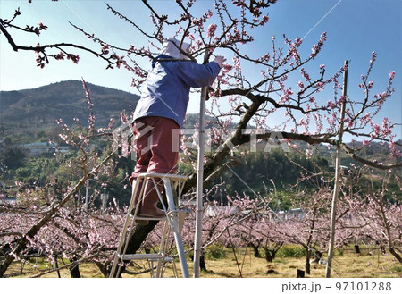 満開の桃の花の摘花作業 和歌山県紀の川市桃山町にて 満開の桃の花の摘花作業 和歌山県紀の川市桃山町にて 97101288