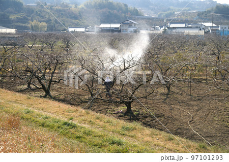 桃の木の消毒作業 和歌山県紀の川市桃山町にて 桃の木の消毒作業 和歌山県紀の川市桃山町にて 97101293