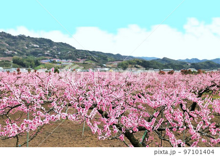 満開の桃源郷 和歌山県紀の川市桃山町にて 満開の桃源郷 和歌山県紀の川市桃山町にて 97101404