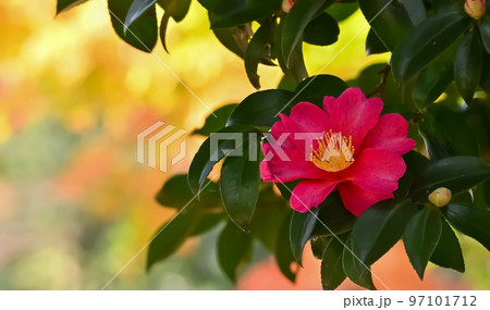 サザンカの花 サザンカの花 97101712