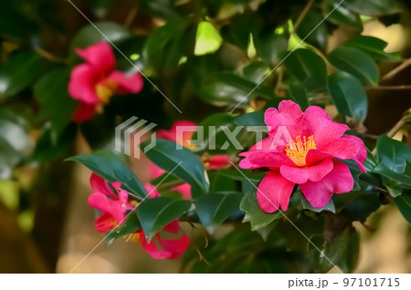サザンカの花 サザンカの花 97101715