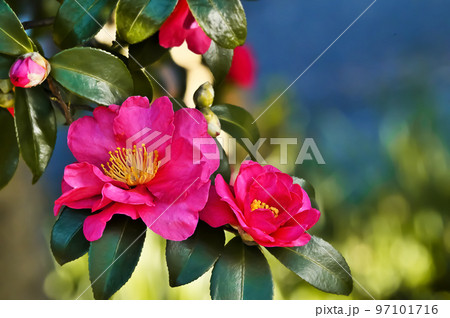 サザンカの花 サザンカの花 97101716
