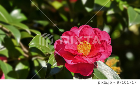 サザンカの花 サザンカの花 97101717