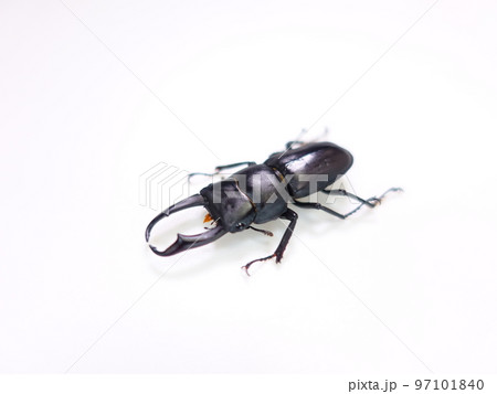 コクワガタ クワガタムシ 夏休み 子供 コクワガタ クワガタムシ 夏休み 子供 97101840