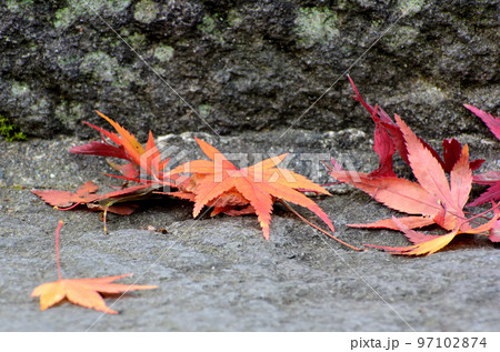 石段に落ちた紅葉 石段に落ちた紅葉 97102874