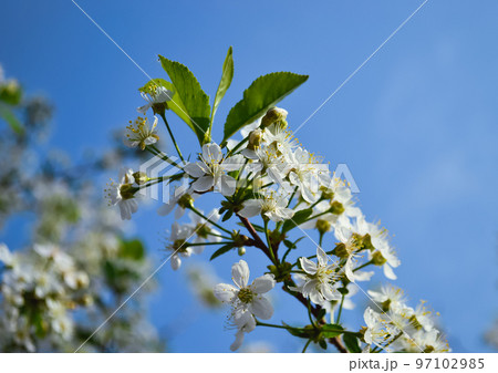 A sprig of cherry blossoms with white blooming flowers and a yellow core against a blue sky and other branches 97102985