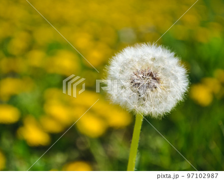 Closeup of a ripe slender dandelion against the background of yellow dandelions and green grass Closeup of a ripe slender dandelion against the background of yellow dandelions and green grass 97102987