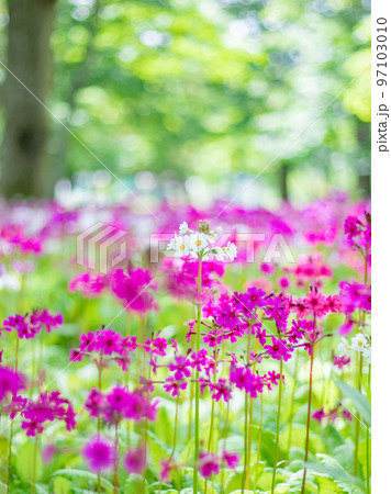 中禅寺湖畔の千手ヶ浜に咲くクリンソウ 中禅寺湖畔の千手ヶ浜に咲くクリンソウ 97103010