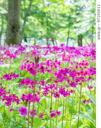 中禅寺湖畔の千手ヶ浜に咲くクリンソウ 中禅寺湖畔の千手ヶ浜に咲くクリンソウ 97103011