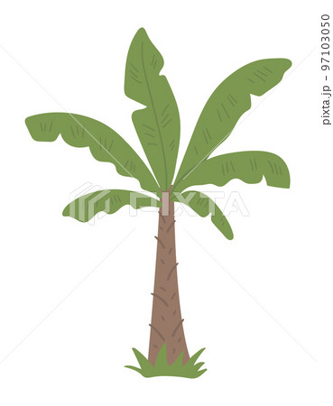 Vector tropical palm tree clip art. Jungle foliage illustration. Hand drawn flat exotic plant isolated on white background. Bright childish summer greenery illustration. 97103050