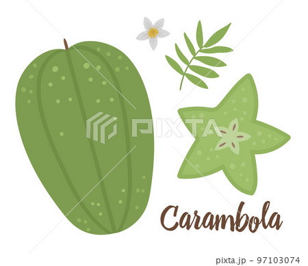 Vector carambola clip art. Jungle fruit illustration. Hand drawn flat exotic plants isolated on white background. Bright childish healthy tropical summer food illustration. Vector carambola clip art. Jungle fruit illustration. Hand drawn flat exotic plants isolated on white background. Bright childish healthy tropical summer food illustration. 97103074