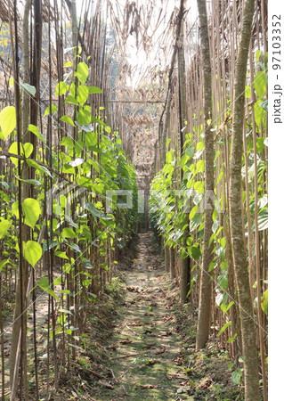 betel leaf on farm for harvest betel leaf on farm for harvest 97103352