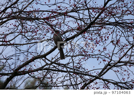 北岳山 ヒヨドリ 尾長 97104063