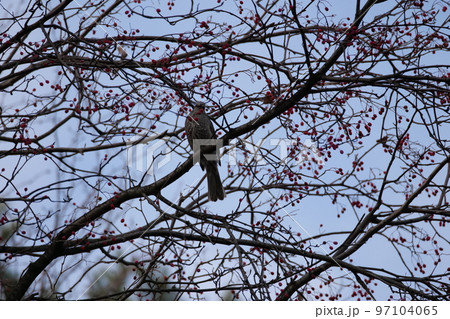 北岳山 ヒヨドリ 尾長 97104065