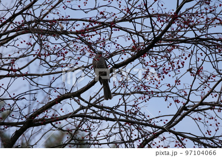北岳山 ヒヨドリ 尾長 97104066
