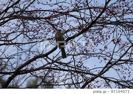 北岳山 ヒヨドリ 尾長 97104071