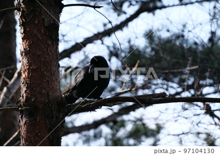 北岳山 ヒヨドリ 尾長 97104130