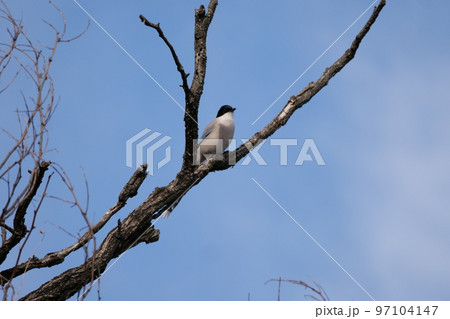 北岳山 ヒヨドリ 尾長 97104147