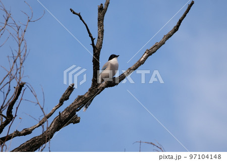 北岳山 ヒヨドリ 尾長 97104148