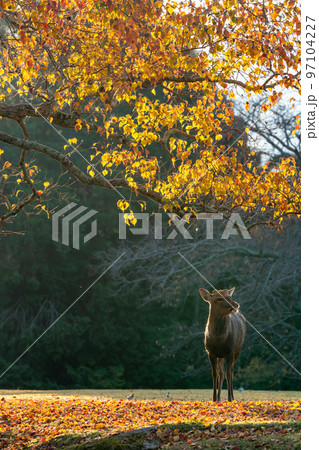 【奈良県】紅葉と鹿 97104227