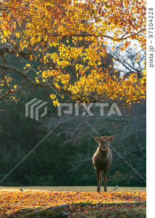 【奈良県】紅葉と鹿 【奈良県】紅葉と鹿 97104228