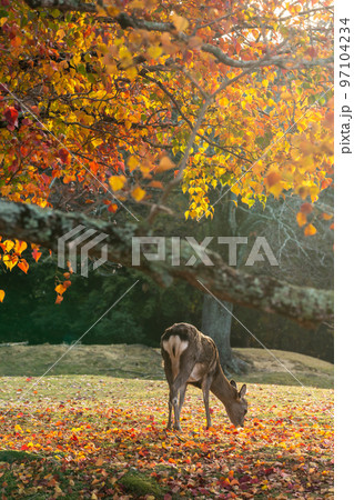 【奈良県】紅葉と鹿 【奈良県】紅葉と鹿 97104234