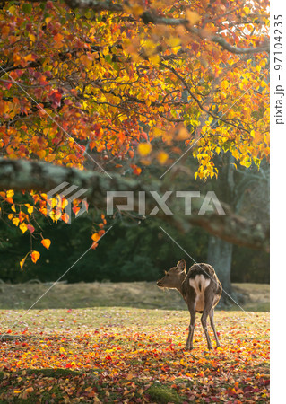 【奈良県】紅葉と鹿 97104235
